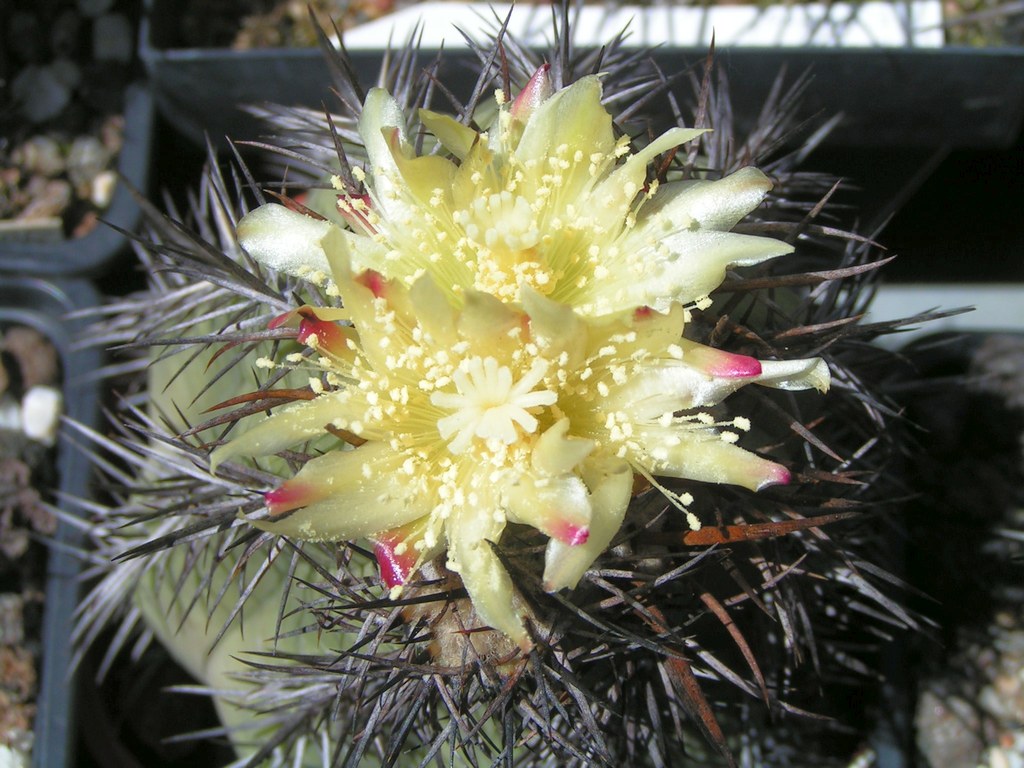 Copiapoa cinerea